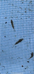 Takobia muticus