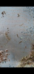 Takobia muticus