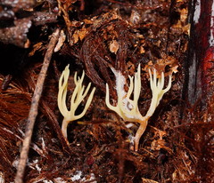 Ramariopsis cremicolor