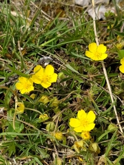 Potentilla rigoana