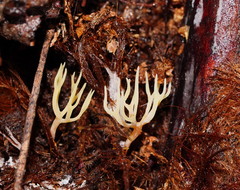 Ramariopsis cremicolor