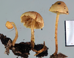 Phaeomarasmius ciliatus