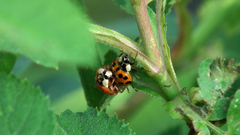 Harmonia axyridis