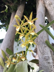 Prosthechea obpiribulbon
