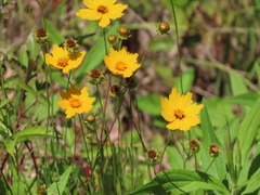 Coreopsis lanceolata image