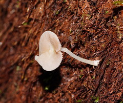 Entoloma albidosimulans