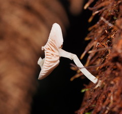 Entoloma albidosimulans
