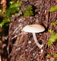 Entoloma albidosimulans