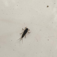 Serratella ignita