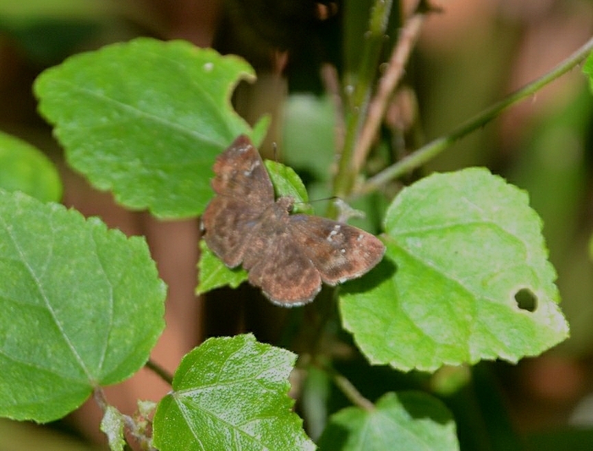 Common Small Flat