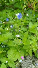 Veronica chamaedrys