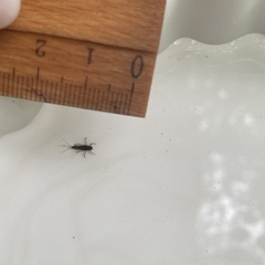 Serratella ignita