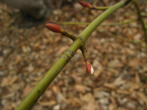 Manchurian Striped Maple