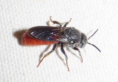 Euaspis