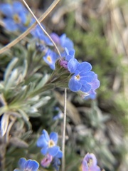 Eritrichium howardii