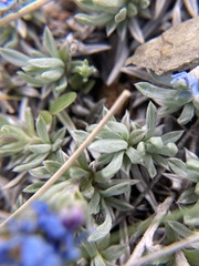 Eritrichium howardii