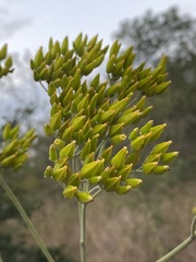 Kalanchoe paniculata image