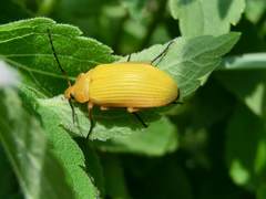 Cteniopinus hypocrita