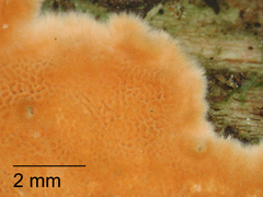 Gloeoporellus merulinus