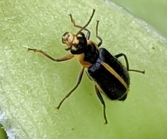 Attalus circumscriptus