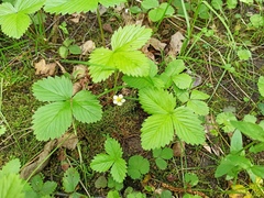 Fragaria vesca