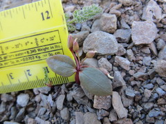 Claytonia obovata