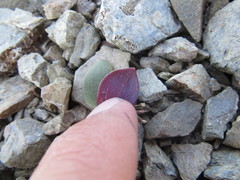 Claytonia obovata