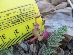 Claytonia obovata