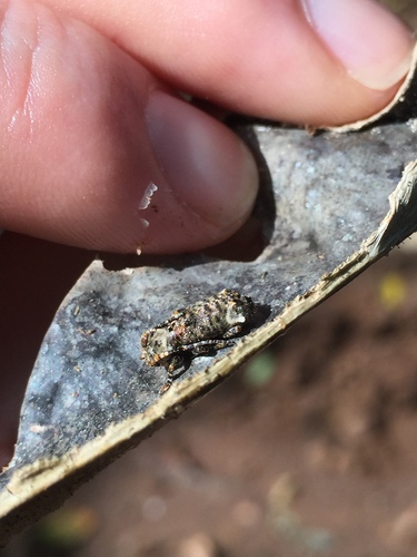Pterolophia dentifera
