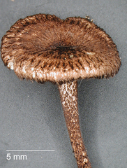 Crinipellis scabella