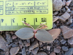 Claytonia obovata