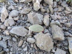 Claytonia obovata