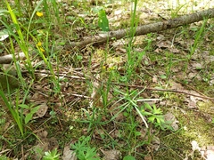 Ranunculus auricomus