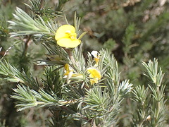 Aspalathus glabrescens