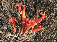 Tylecodon grandiflorus