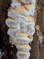 Neoantrodia serialis image