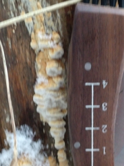 Neoantrodia serialis image