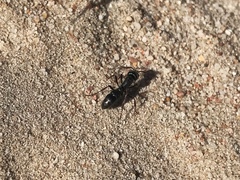 Bothroponera laevissima