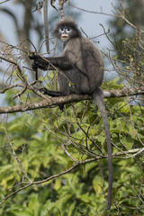 Trachypithecus phayrei