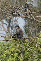 Trachypithecus phayrei