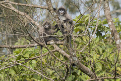 Trachypithecus phayrei