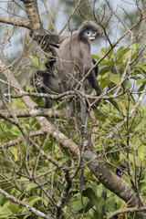 Trachypithecus phayrei