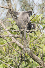 Trachypithecus phayrei