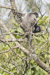 Trachypithecus phayrei