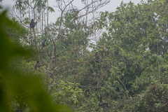 Trachypithecus phayrei