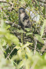 Trachypithecus phayrei