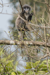 Trachypithecus phayrei