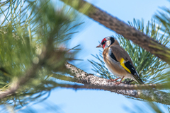 Carduelis carduelis