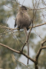 Trachypithecus phayrei