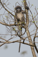 Trachypithecus phayrei
